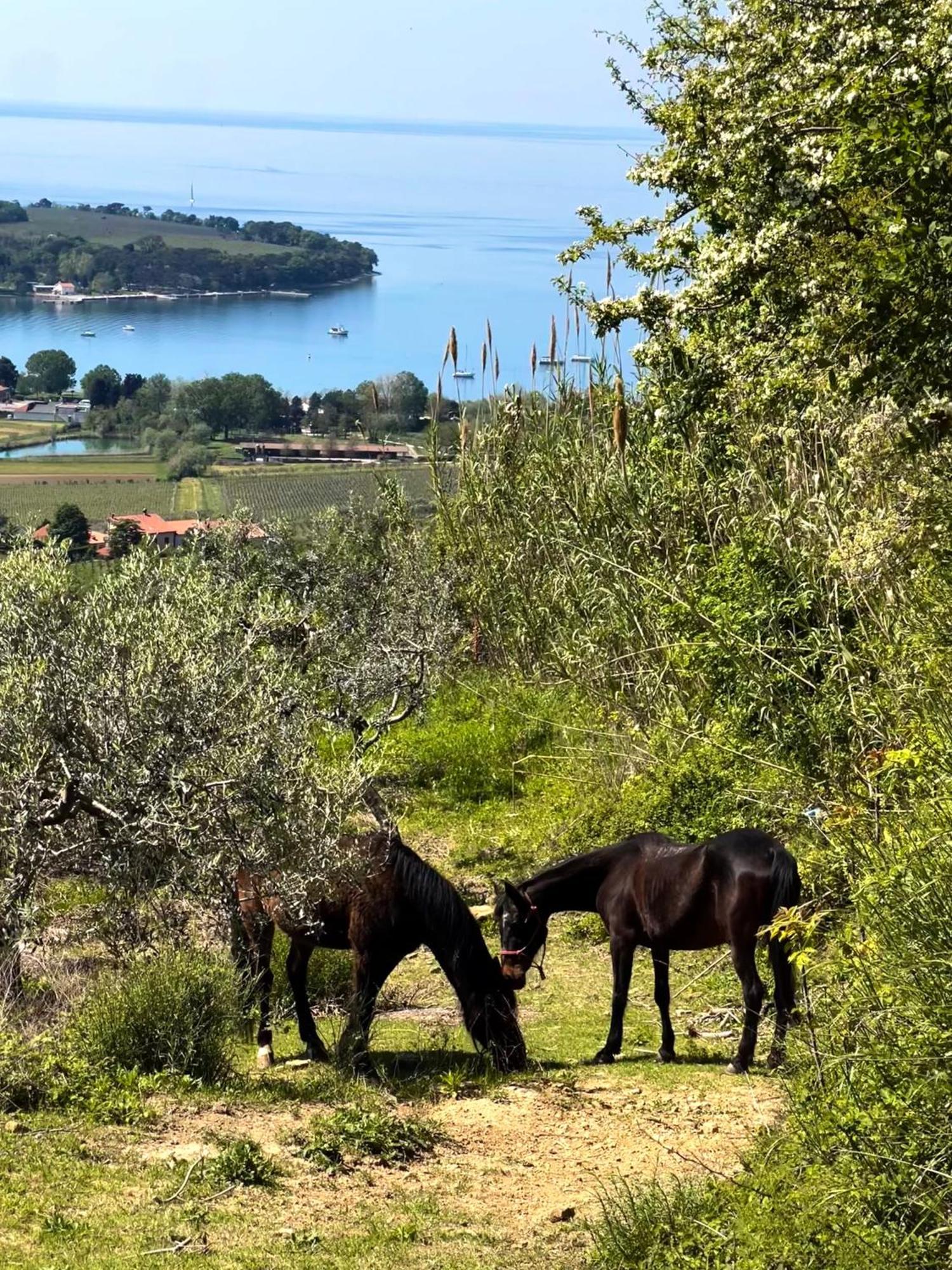 Apartmán Na Kmetiji S Konji - Pogelsek Ankaran Exteriér fotografie