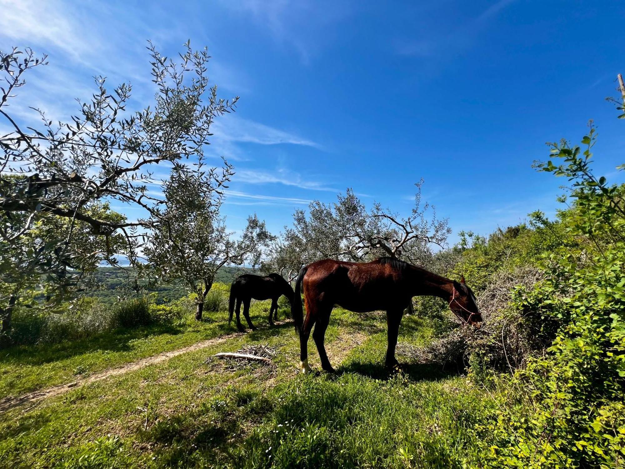 Apartmán Na Kmetiji S Konji - Pogelsek Ankaran Exteriér fotografie