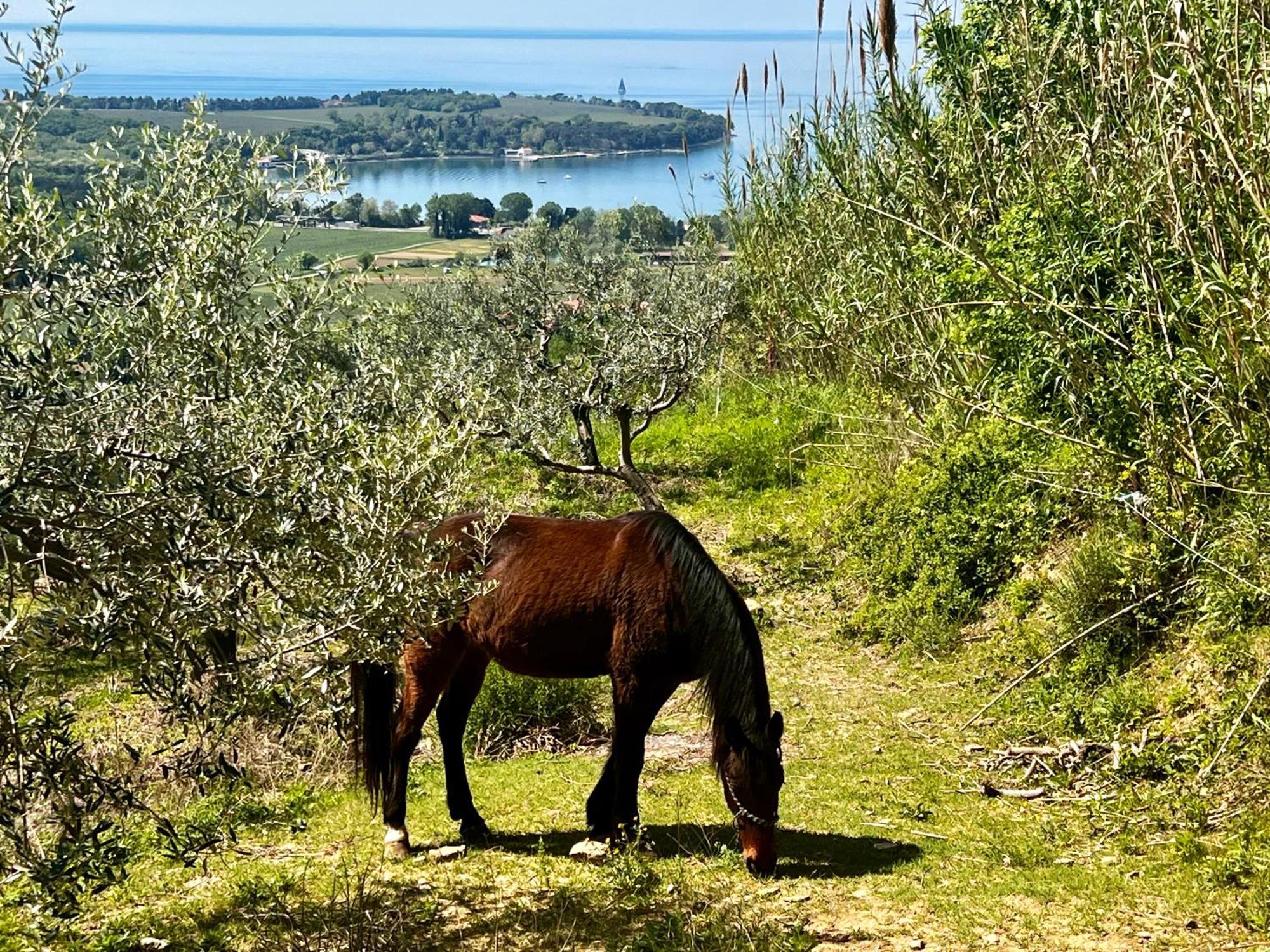 Apartmán Na Kmetiji S Konji - Pogelsek Ankaran Exteriér fotografie